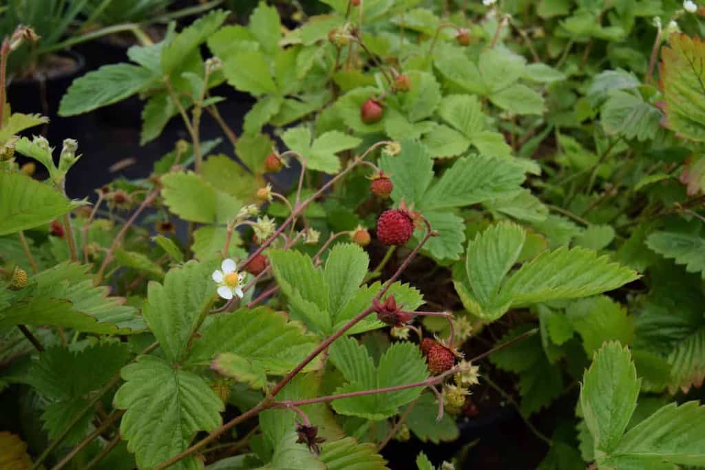 Fragaria vesca ---